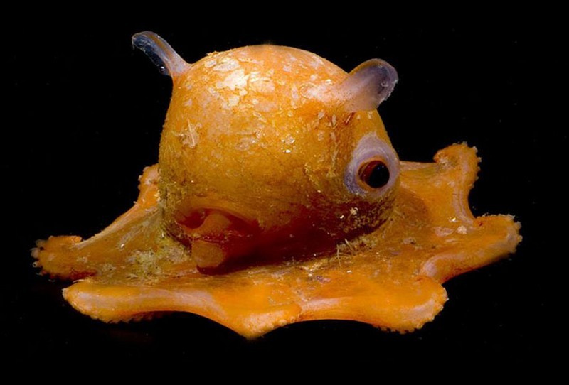 cutest-octopus-adorabilis-opisthoteuthis-0003
