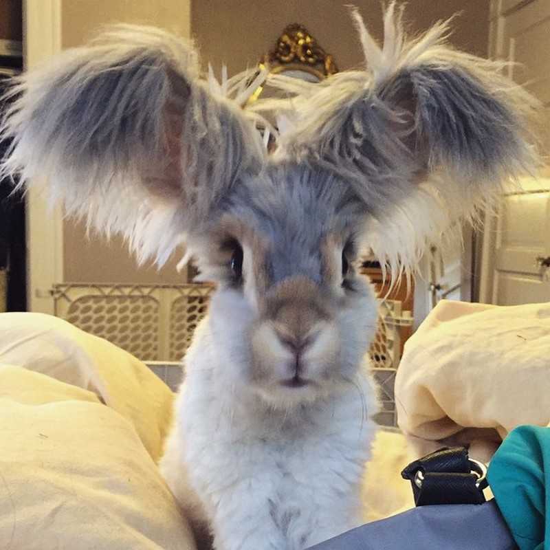 wally-bunny-with-world-largest-ears-10