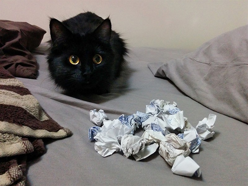 cats-with-hoarding-problems-15