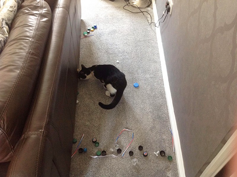 cats-with-hoarding-problems-17