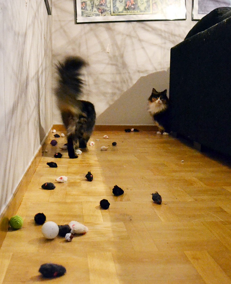 cats-with-hoarding-problems-24