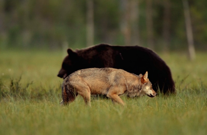 black-bear-and-grey-wolf-10