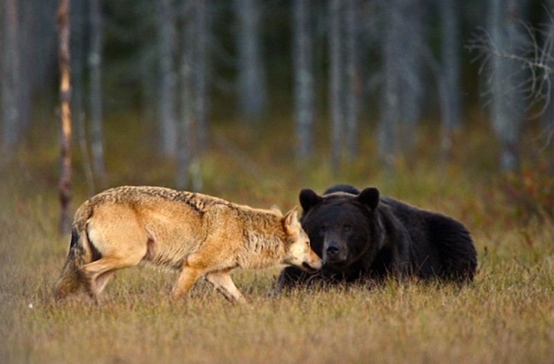 black-bear-and-grey-wolf-11