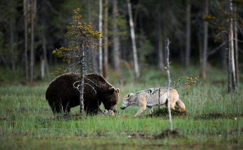 black-bear-and-grey-wolf-3