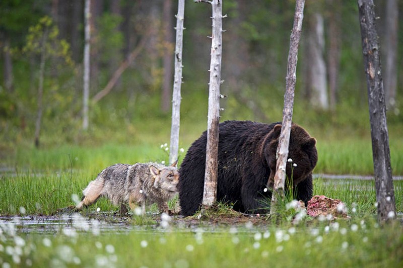 black-bear-and-grey-wolf-4