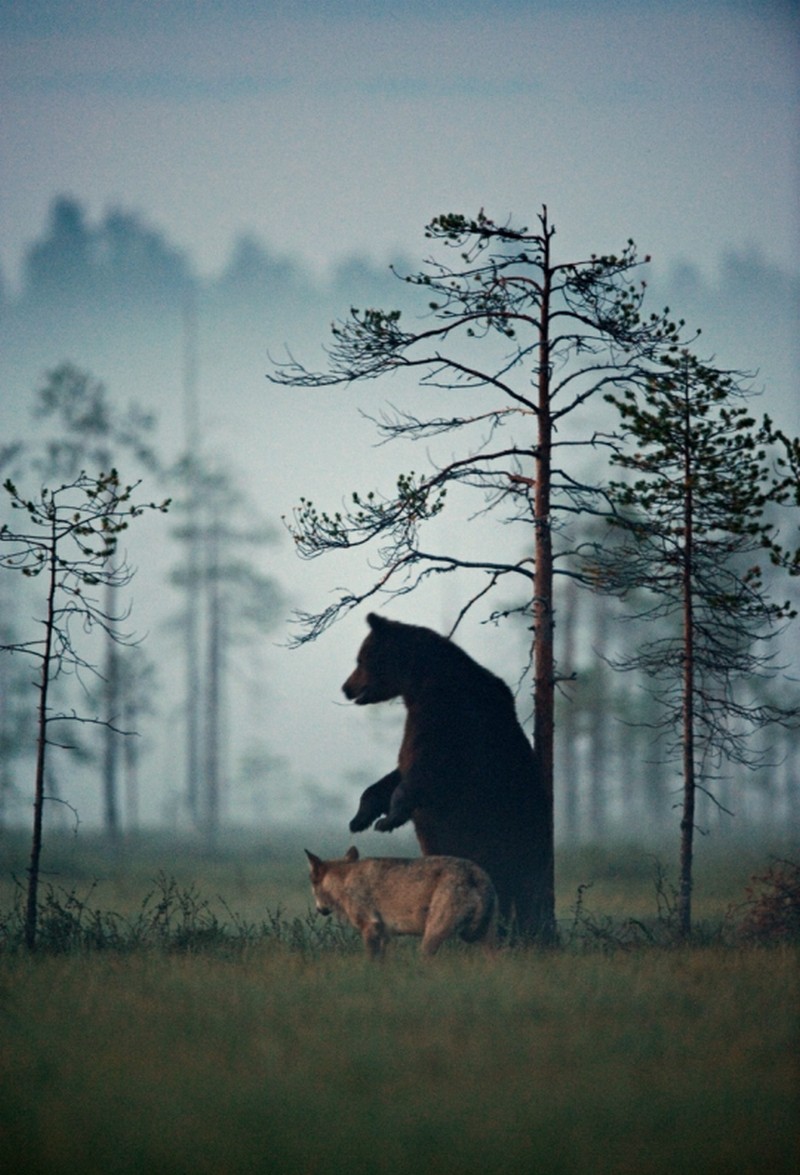 black-bear-and-grey-wolf-8