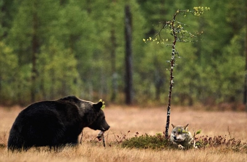 black-bear-and-grey-wolf-9