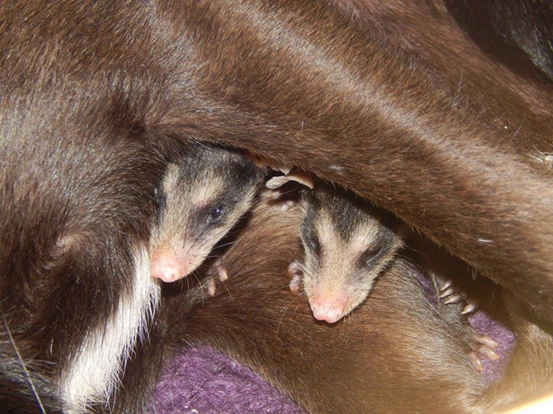 dog-adopts-baby-opossums-2