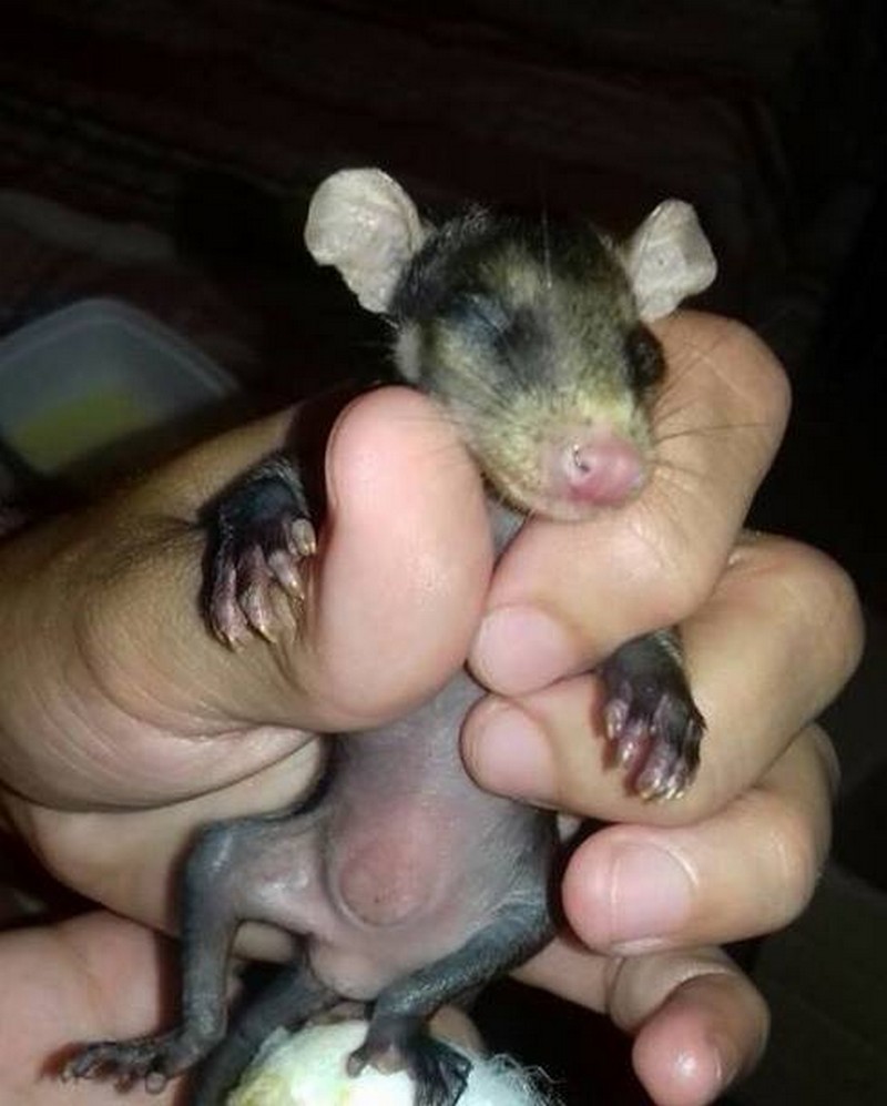 dog-adopts-baby-opossums-4