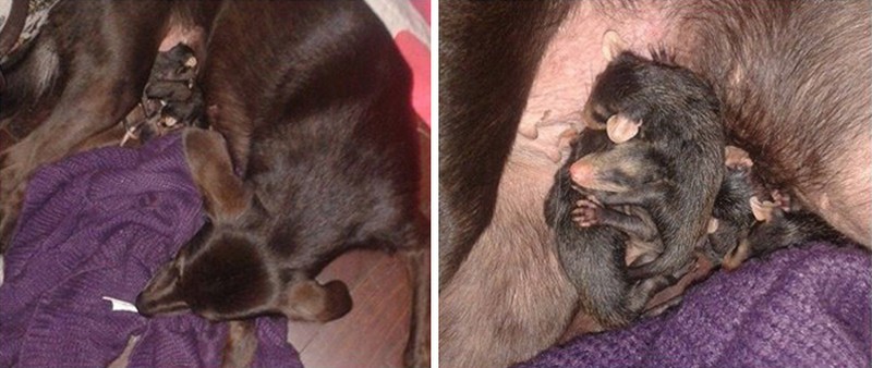 dog-adopts-baby-opossums-5
