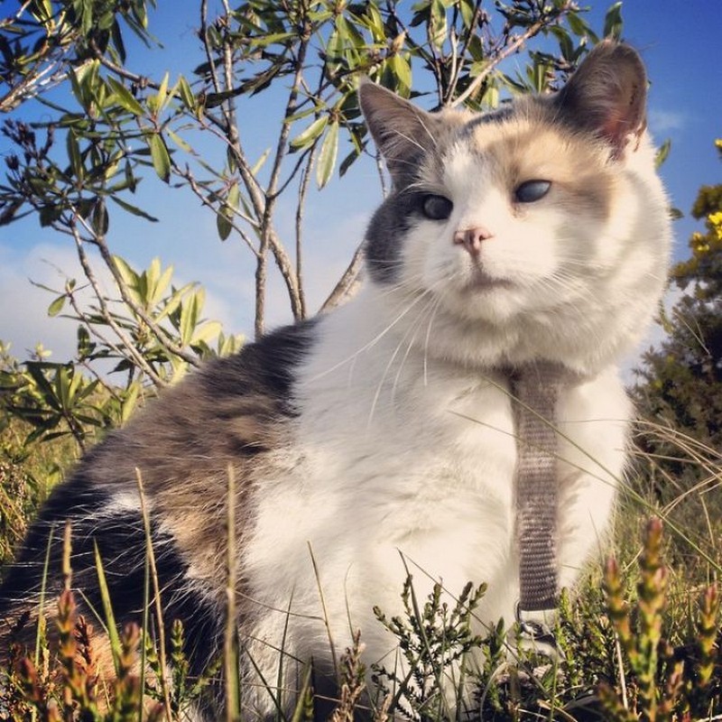 stevie-the-blind-cat-who-loves-the-outdoors-3