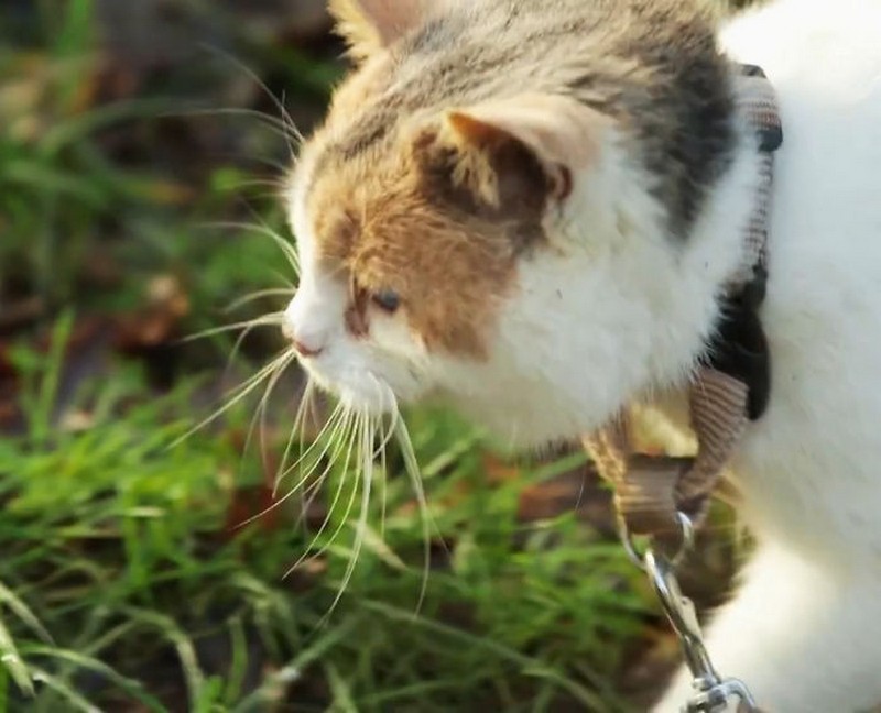 stevie-the-blind-cat-who-loves-the-outdoors-4
