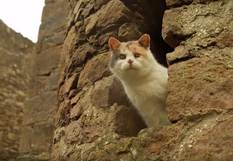 stevie-the-blind-cat-who-loves-the-outdoors-6