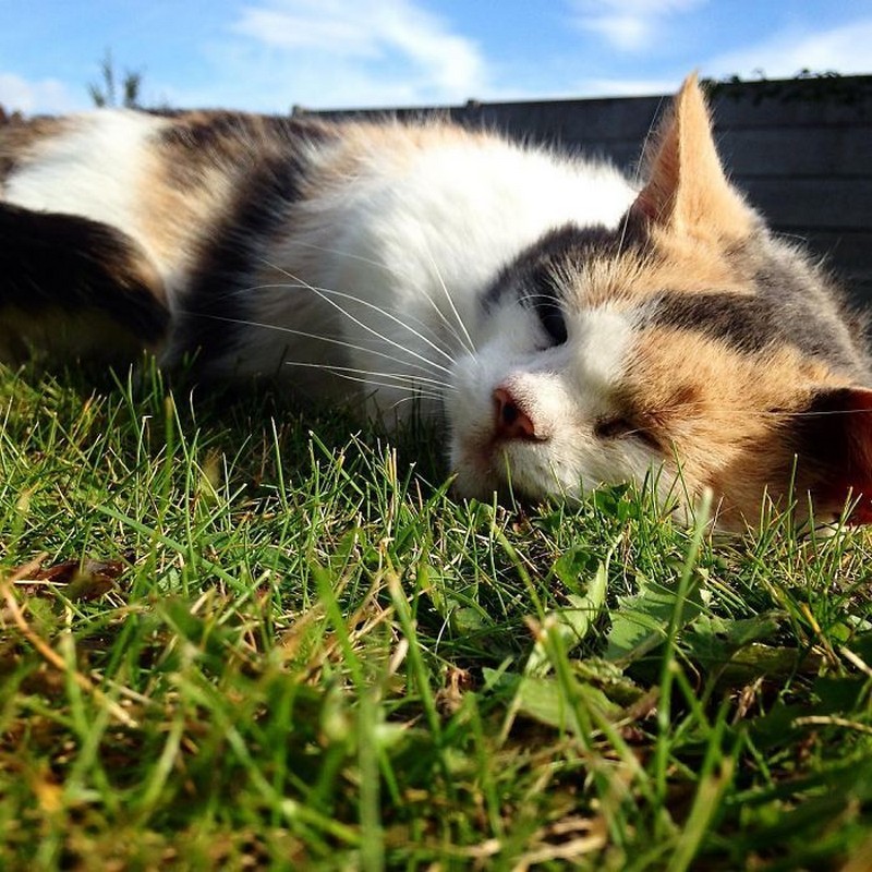 stevie-the-blind-cat-who-loves-the-outdoors-7