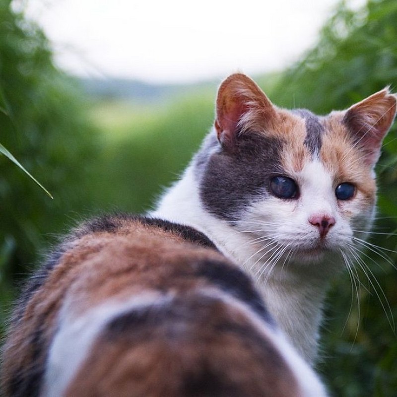 stevie-the-blind-cat-who-loves-the-outdoors-8