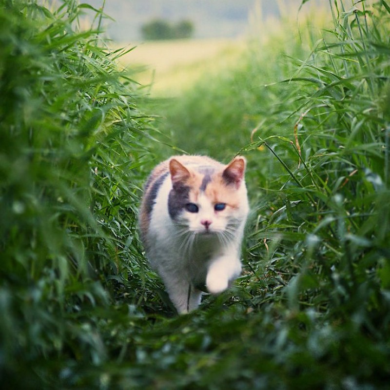 stevie-the-blind-cat-who-loves-the-outdoors-9