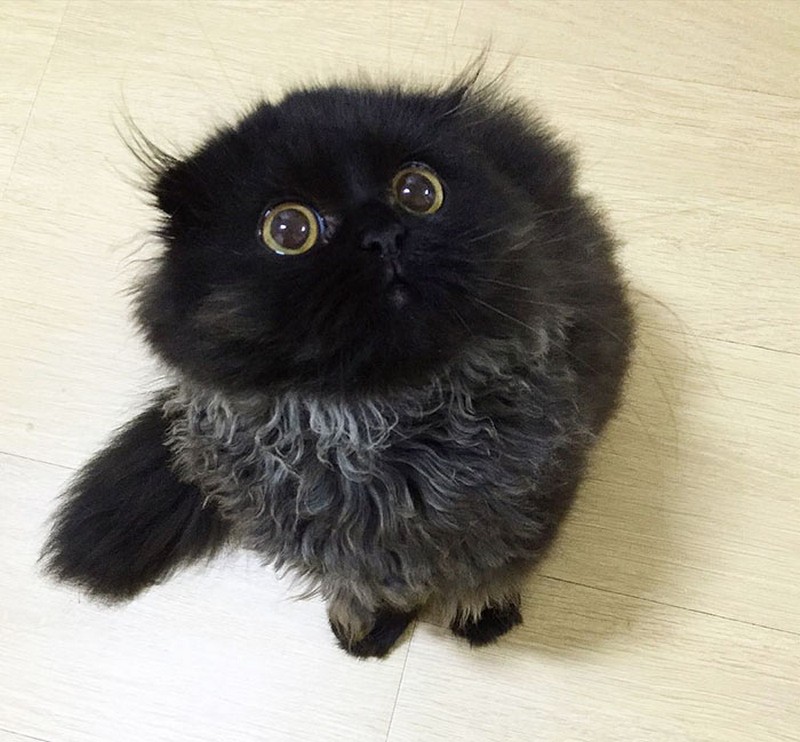 gimo-the-cat-with-the-biggest-eyes-14