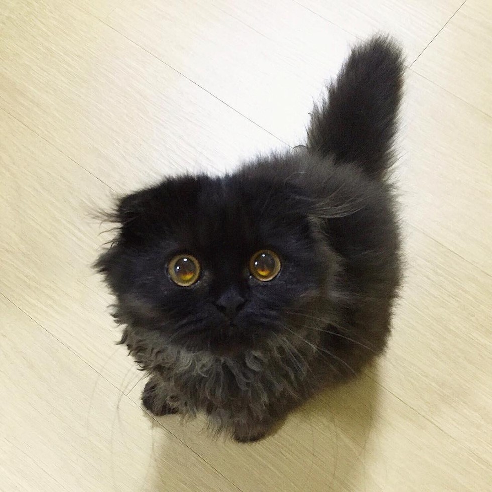 gimo-the-cat-with-the-biggest-eyes-16