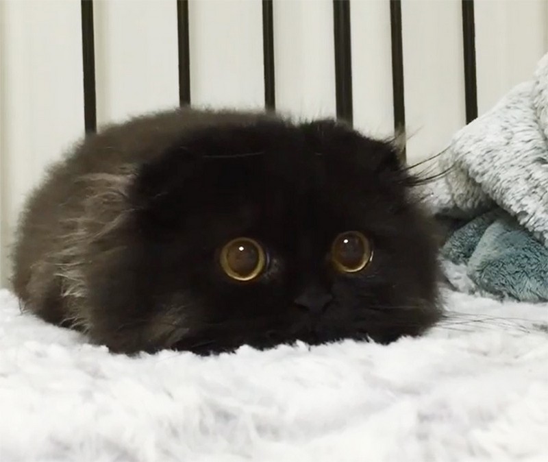 gimo-the-cat-with-the-biggest-eyes-17
