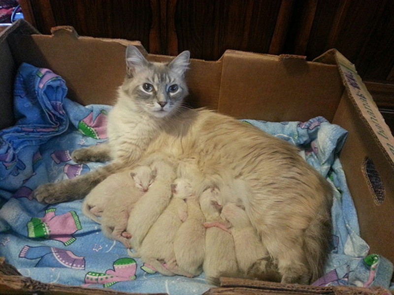proud-cat-mamas-17