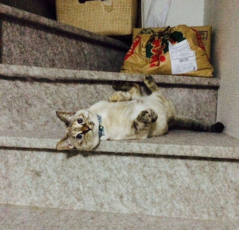 stray-kitten-adopts-himself-to-human-vell-kawasaki-hina-2