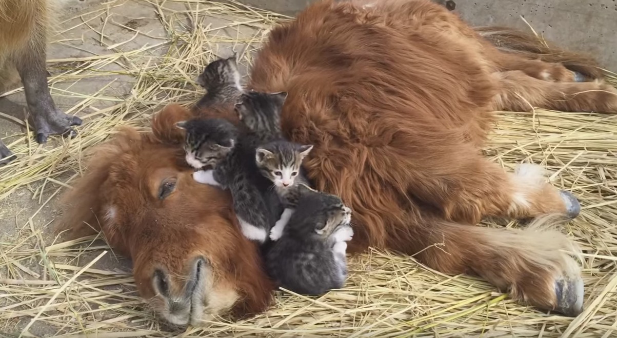 pony-cuddles-with-kittens-1