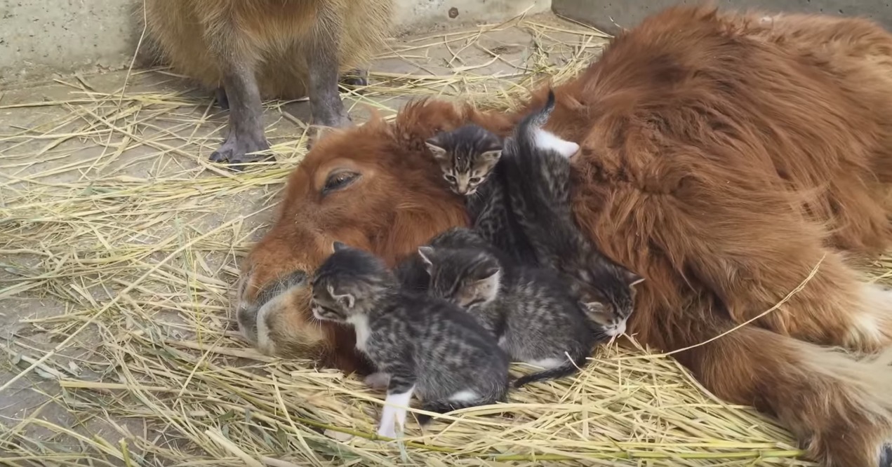 pony-cuddles-with-kittens-2