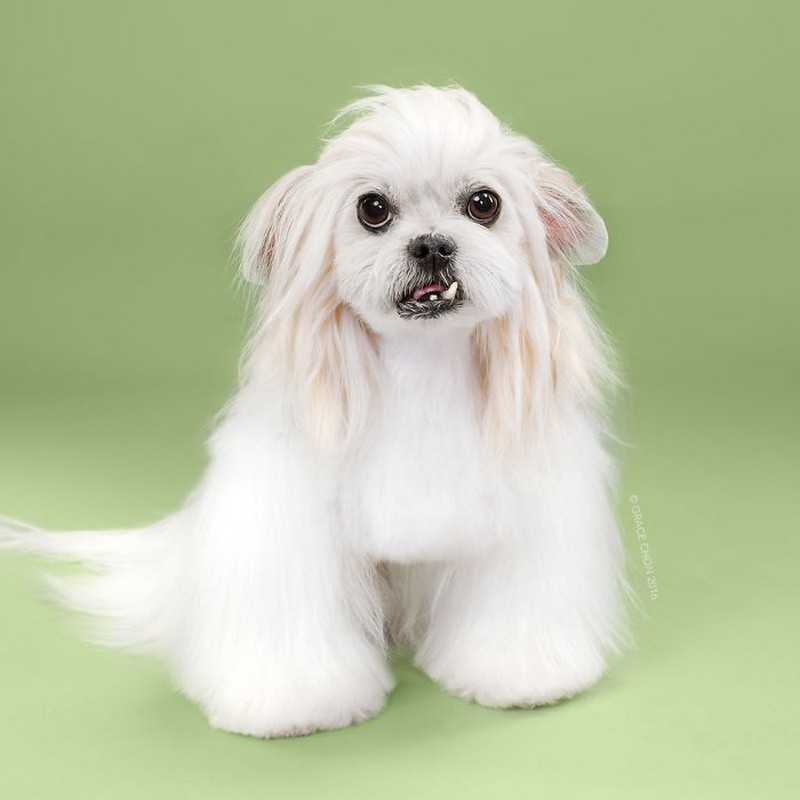 before-and-after-dog-grooming-photos-16