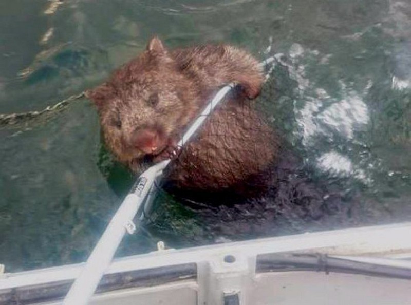 fisherman-rescues-wombat-4