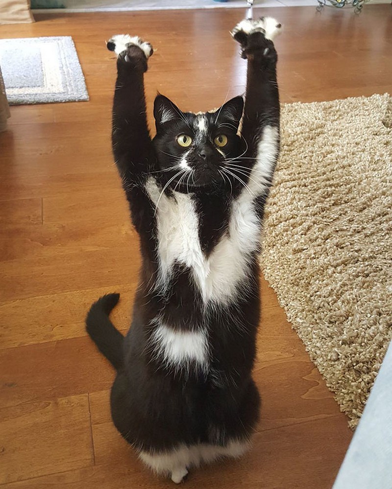 cat-likes-to-put-hands-up-in-the-air-goakitty-10