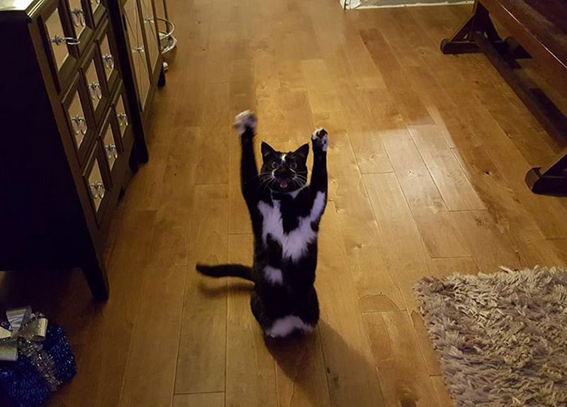 cat-likes-to-put-hands-up-in-the-air-goakitty-11
