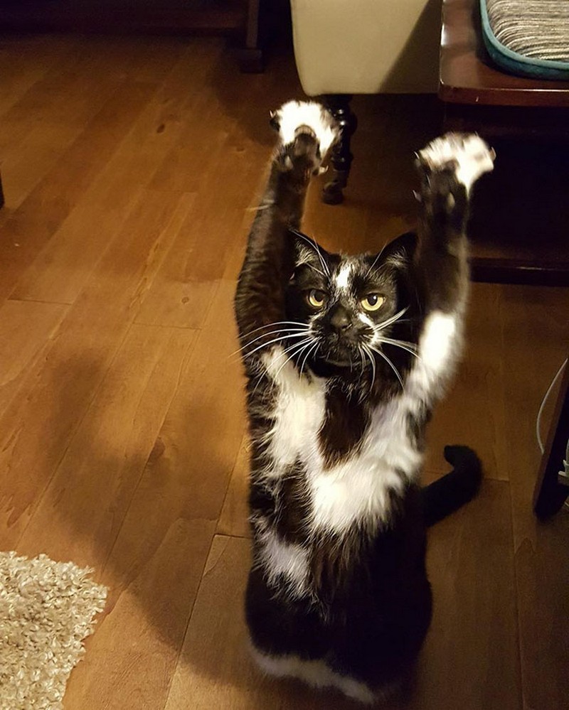 cat-likes-to-put-hands-up-in-the-air-goakitty-3