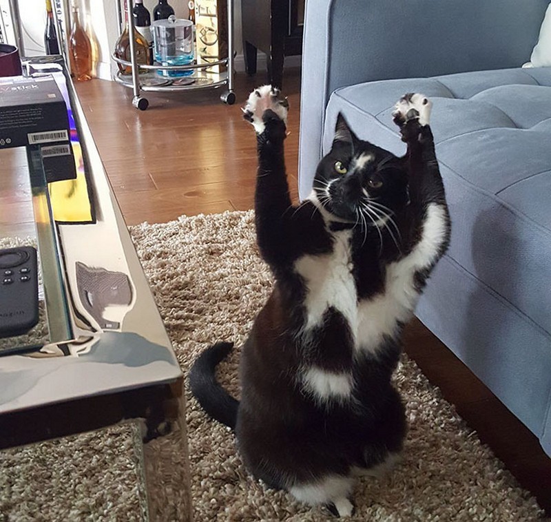 cat-likes-to-put-hands-up-in-the-air-goakitty-4