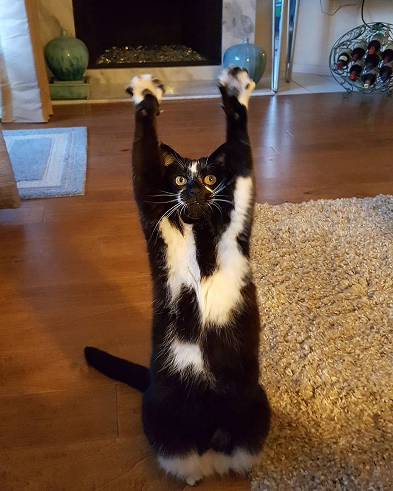 cat-likes-to-put-hands-up-in-the-air-goakitty-6