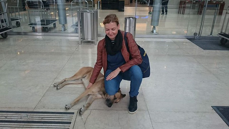 flight-attendant-adopts-stray-dog-olilvia-seivers-5