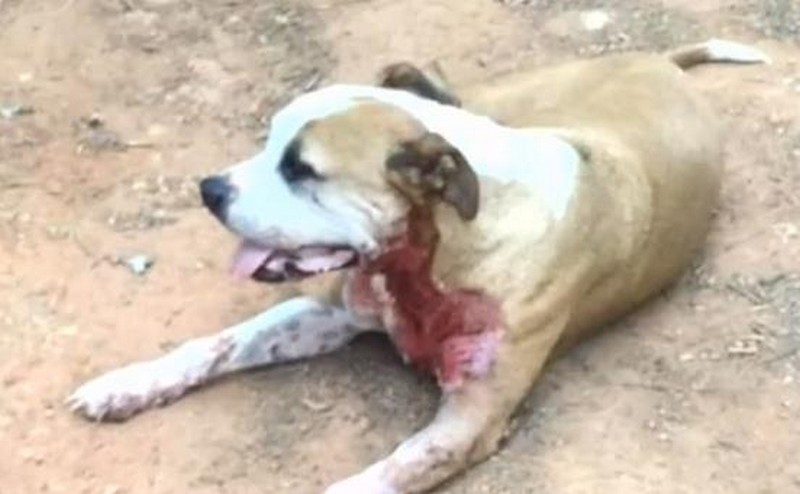 pit-bull-saves-woman-from-knife-weilding-attacker-6