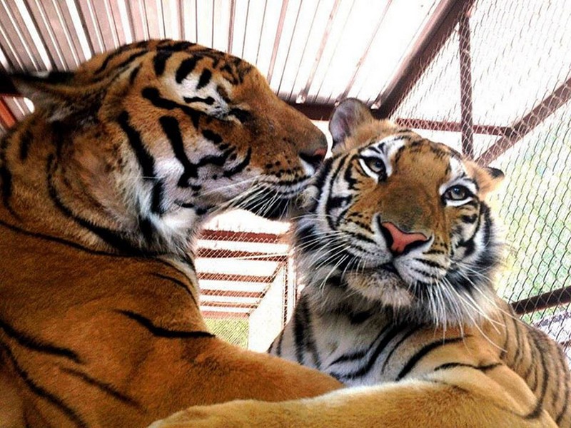 rescued-circus-tiger-cub-aasha-3