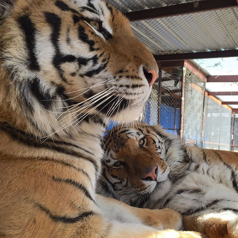 rescued-circus-tiger-cub-aasha-4