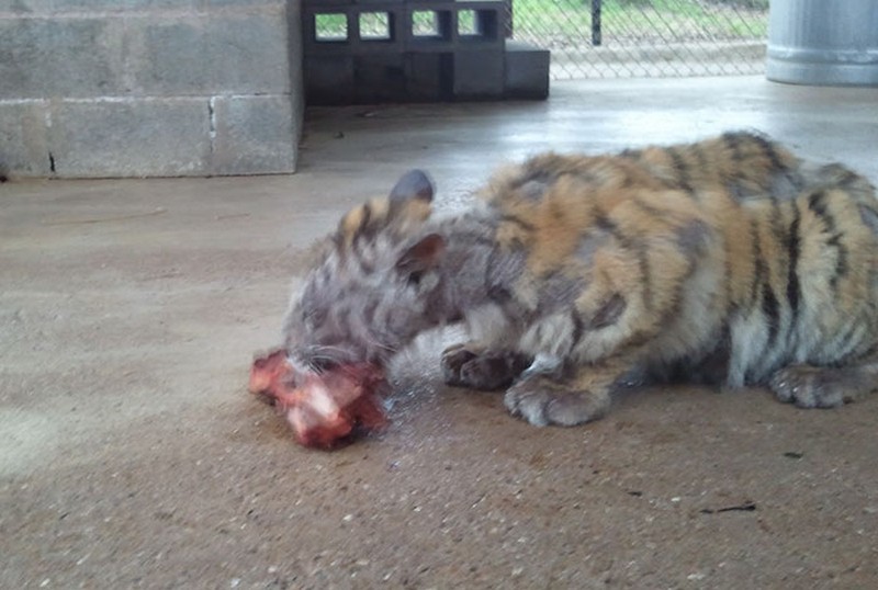 rescued-circus-tiger-cub-aasha-7