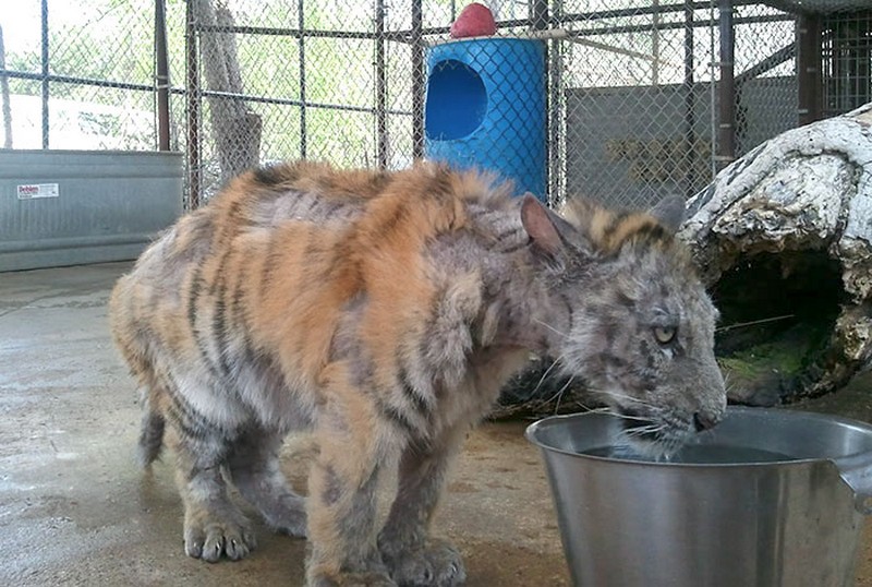 rescued-circus-tiger-cub-aasha-8